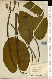 Nuphar lutea (L.) Sm., Eastern Europe, North Ukrainian region (E11) (Ukraine)