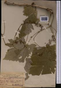 Vitis vinifera L., Middle Asia, Pamir & Pamiro-Alai (M2)