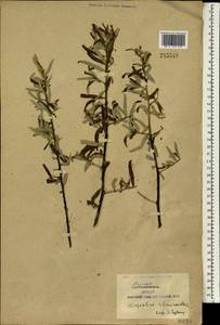 Hippophae rhamnoides, South Asia, South Asia (Asia outside ex-Soviet states and Mongolia) (ASIA) (China)