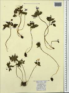 Anemone caucasica Willd. ex Rupr., Caucasus, Azerbaijan (K6) (Azerbaijan)