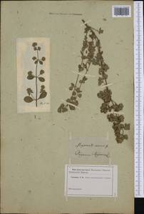 Origanum majorana L., Western Europe (EUR) (Not classified)