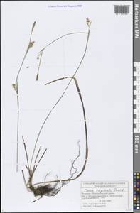 Carex vaginata Tausch, Eastern Europe, Middle Volga region (E8) (Russia)