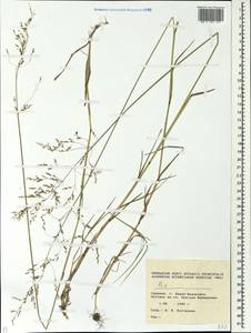 Poa, Eastern Europe, West Ukrainian region (E13) (Ukraine)