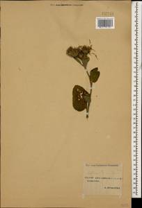 Arctium tomentosum Mill., Caucasus, Stavropol Krai, Karachay-Cherkessia & Kabardino-Balkaria (K1b) (Russia)