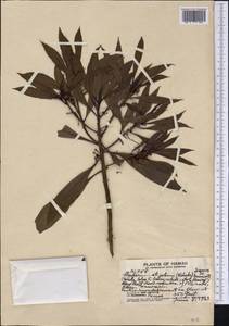 Myoporum sandwicense (A. DC.) Gray, America (AMER) (United States)