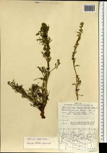 Artemisia dolosa Krasch., Mongolia (MONG) (Mongolia)