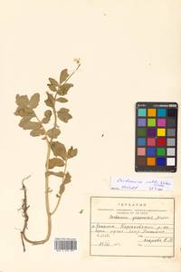 Cardamine yezoensis Maxim., Siberia, Russian Far East (S6) (Russia)