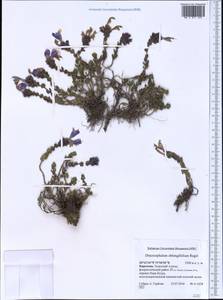 Dracocephalum oblongifolium Regel, Middle Asia, Western Tian Shan & Karatau (M3) (Kyrgyzstan)