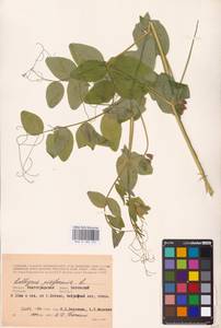 Lathyrus pisiformis L., Eastern Europe, Lower Volga region (E9) (Russia)