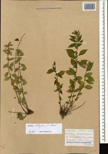 Parietaria judaica L., Caucasus, Armenia (K5) (Armenia)