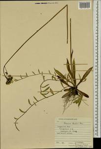 Pilosella leptophyton subsp. leptophyton, Eastern Europe, Middle Volga region (E8) (Russia)