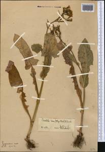 Kovalevskiella rosea (Popov & Vved.) Kamelin, Middle Asia, Western Tian Shan & Karatau (M3) (Not classified)