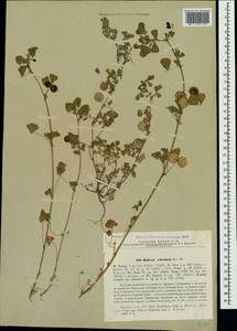 Medicago orbicularis (L.) Bartal., Crimea (KRYM) (Russia)