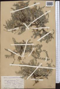 Astragalus testiculatus Pall., Middle Asia, Caspian Ustyurt & Northern Aralia (M8) (Kazakhstan)