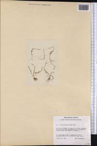Callitriche heterophylla Pursh, America (AMER) (Greenland)