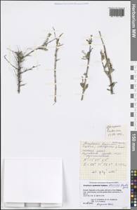 Atraphaxis frutescens (L.) Eversm., Siberia, Baikal & Transbaikal region (S4) (Russia)