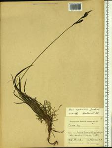 Carex rigidioides (Gorodkov) V.I.Krecz., Siberia, Russian Far East (S6) (Russia)