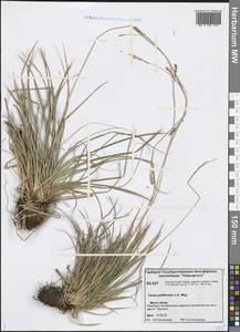 Carex pediformis C.A.Mey., Siberia, Central Siberia (S3) (Russia)