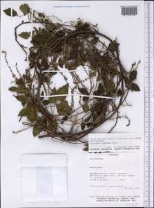 Urvillea ulmacea Kunth, America (AMER) (Paraguay)