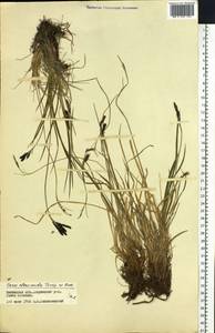 Carex eleusinoides Turcz. ex Kunth, Siberia, Baikal & Transbaikal region (S4) (Russia)