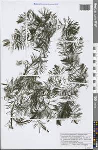 Ceratophyllum submersum L., Eastern Europe, Central forest-and-steppe region (E6) (Russia)