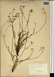 Bupleurum polyphyllum Ledeb., South Asia, South Asia (Asia outside ex-Soviet states and Mongolia) (ASIA) (Turkey)