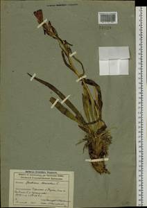 Gentiana decumbens L. fil., Siberia, Altai & Sayany Mountains (S2) (Russia)