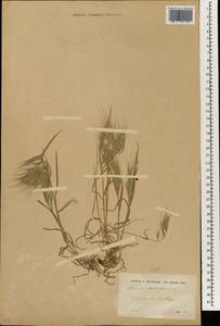 Bromus madritensis L., South Asia, South Asia (Asia outside ex-Soviet states and Mongolia) (ASIA) (Syria)