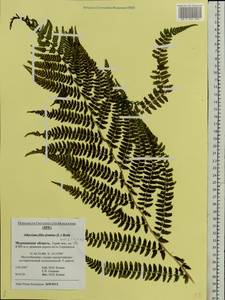 Athyrium filix-femina, Eastern Europe, Northern region (E1) (Russia)