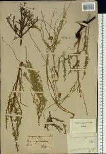 Caragana pygmaea (L.) DC., Siberia, Baikal & Transbaikal region (S4) (Russia)