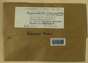 Sarmentypnum exannulatum (Schimp.) Hedenäs, Bryophytes, Bryophytes - Western Siberia (including Altai) (B15) (Russia)