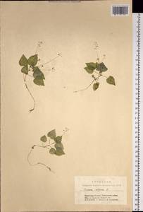 Circaea alpina L., Siberia, Baikal & Transbaikal region (S4) (Russia)
