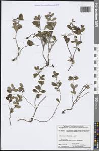 Vaccinium vitis-idaea L., Siberia, Central Siberia (S3) (Russia)