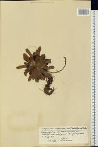 Sempervivum ruthenicum Koch ex Schnittsp. & C. B. Lehm., Eastern Europe, South Ukrainian region (E12) (Ukraine)