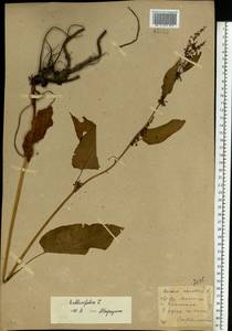 Rumex obtusifolius L., Eastern Europe, South Ukrainian region (E12) (Ukraine)