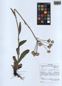 Tephroseris integrifolia (L.) Holub, Siberia, Altai & Sayany Mountains (S2) (Russia)