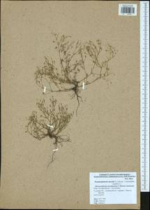Psammophiliella muralis (L.) lkonn., Eastern Europe, Central region (E4) (Russia)