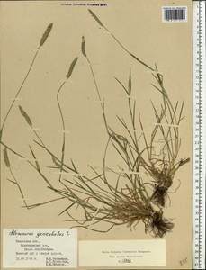 Alopecurus geniculatus L., Eastern Europe, Central region (E4) (Russia)