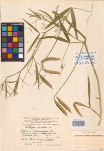 Lathyrus sylvestris L., Eastern Europe, West Ukrainian region (E13) (Ukraine)