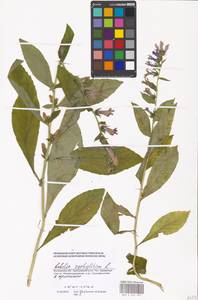 Lobelia siphilitica L., Eastern Europe, Moscow region (E4a) (Russia)