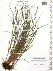 Carex divulsa Stokes, Caucasus, Azerbaijan (K6) (Azerbaijan)