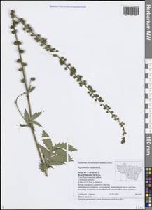 Agrimonia eupatoria L., Eastern Europe, Central region (E4) (Russia)