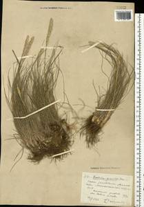 Koeleria pyramidata (Lam.) P.Beauv., Eastern Europe, South Ukrainian region (E12) (Ukraine)