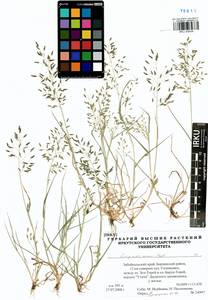 Eragrostis minor Host, Siberia, Baikal & Transbaikal region (S4) (Russia)