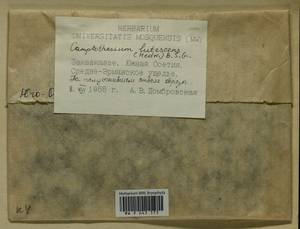 Homalothecium lutescens (Hedw.) H. Rob., Bryophytes, Bryophytes - Transcaucasia (B13) (South Ossetia)