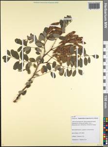 Styphnolobium japonicum (L.)Schott, Caucasus, Krasnodar Krai & Adygea (K1a) (Russia)