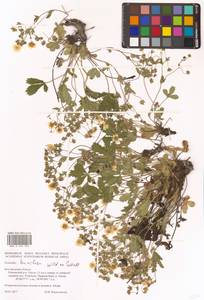 Potentilla humifusa Willd. ex D. F. K. Schltdl., Eastern Europe, Central forest-and-steppe region (E6) (Russia)
