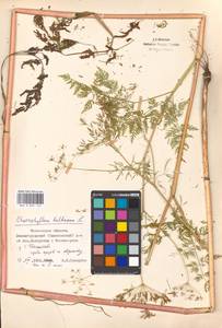 Chaerophyllum bulbosum L., Eastern Europe, Moscow region (E4a) (Russia)