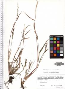 Echinochloa crus-galli (L.) P.Beauv., Eastern Europe, Middle Volga region (E8) (Russia)