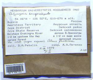 Calypogeia integristipula Steph., Bryophytes, Bryophytes - Russian Far East (excl. Chukotka & Kamchatka) (B20) (Russia)